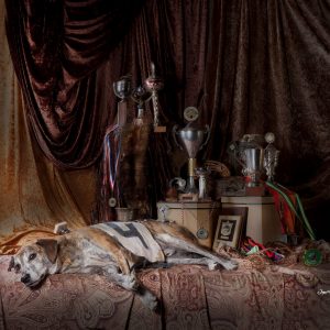 Expositie Huisdieren van Jan Gerber