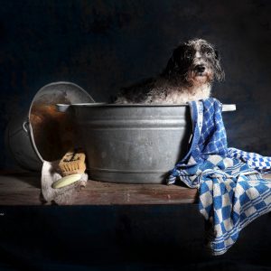 Expositie Huisdieren van Jan Gerber