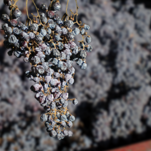 Villa Verita Amarone di Valpolicella - corvina/corvinone/rondinella -Veneto