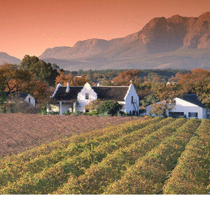 Proeverij Zuid-Afrikaanse wijnen - 22 februari, 6 maart, 18 april, 1 mei of 20 juni 2024