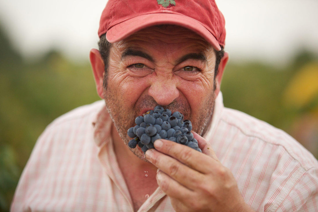 Nieuw binnen: twee pure wijnen van Pepe Mendoza uit Alicante. Kom proeven!
