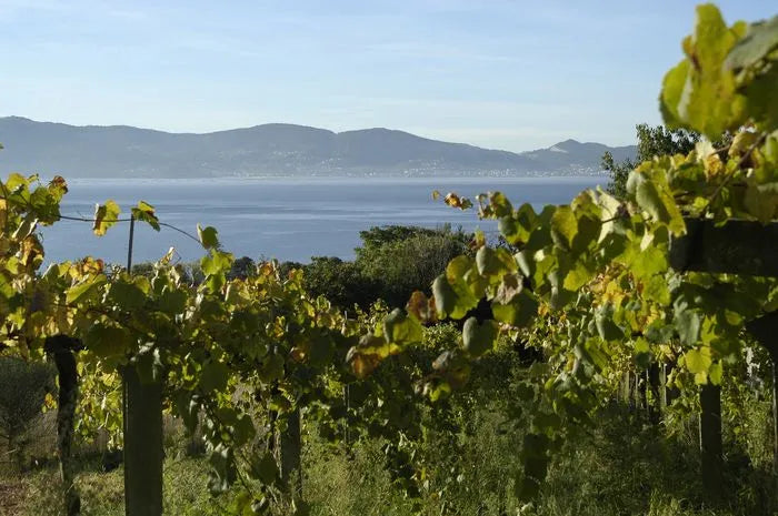 Martin Codax Alba Martin - Albariño - Rias Baixas